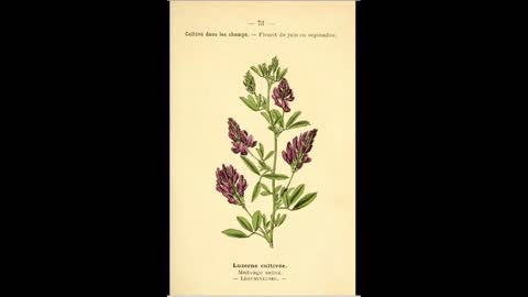 Alfalfa and Triticale Domestication