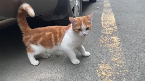 A super cute cat is wandering