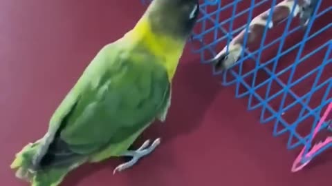 Simart parrot 🦜🦜🐦 playing time