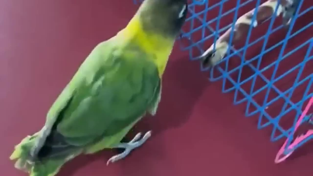 Simart parrot 🦜🦜🐦 playing time