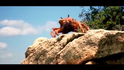 Crab Rave 2x, 4x, 8x, Up To 5000x FASTER_Cut