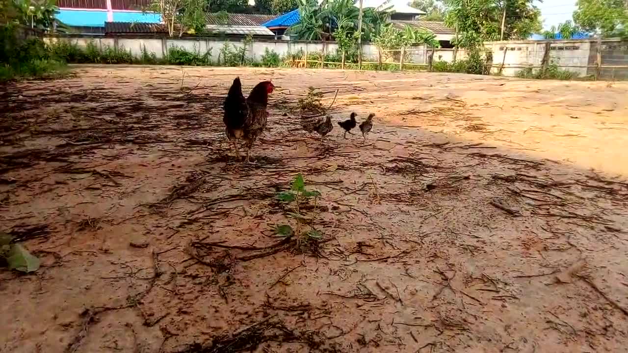 chicken and chicks