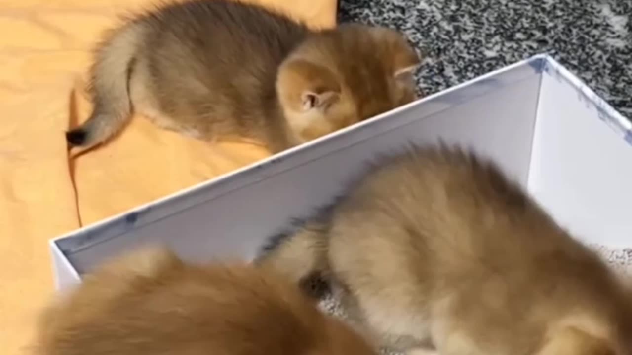 Cute kittens