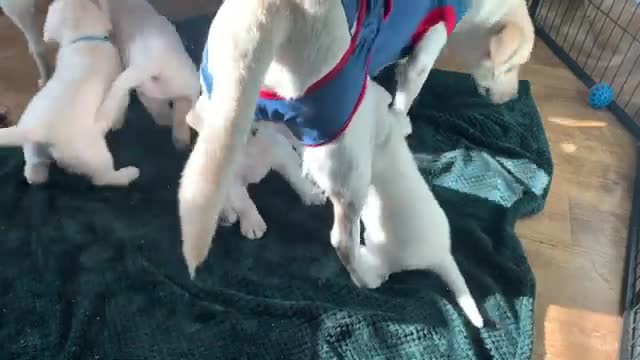 Momma Labrador Belle shakes off hungry puppies!