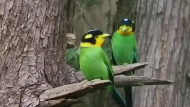 Two birds stood on a branch singing happily