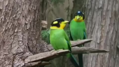 Two birds stood on a branch singing happily