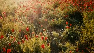 Collection of peaceful beautiful videos from nature