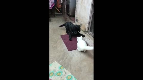 my cat and dog's funniest play compilation