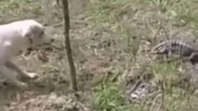 Look at this funny Dog being chased by this little Creature