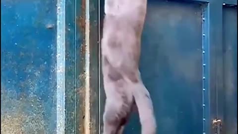 Super Skilled Cat Performing - By cutecatonline