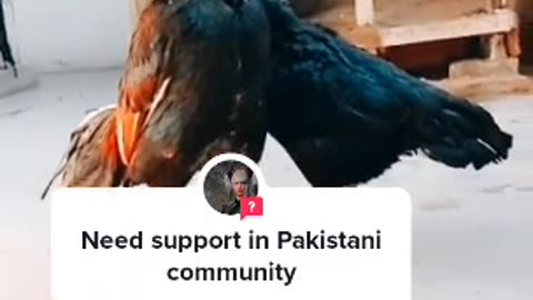 Aseellover Aseel murga Ka shok bird's