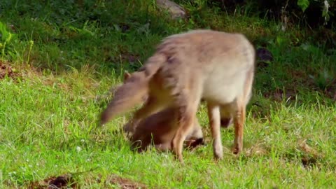 Die 5 süßesten Tierbabys WWF Deutschland