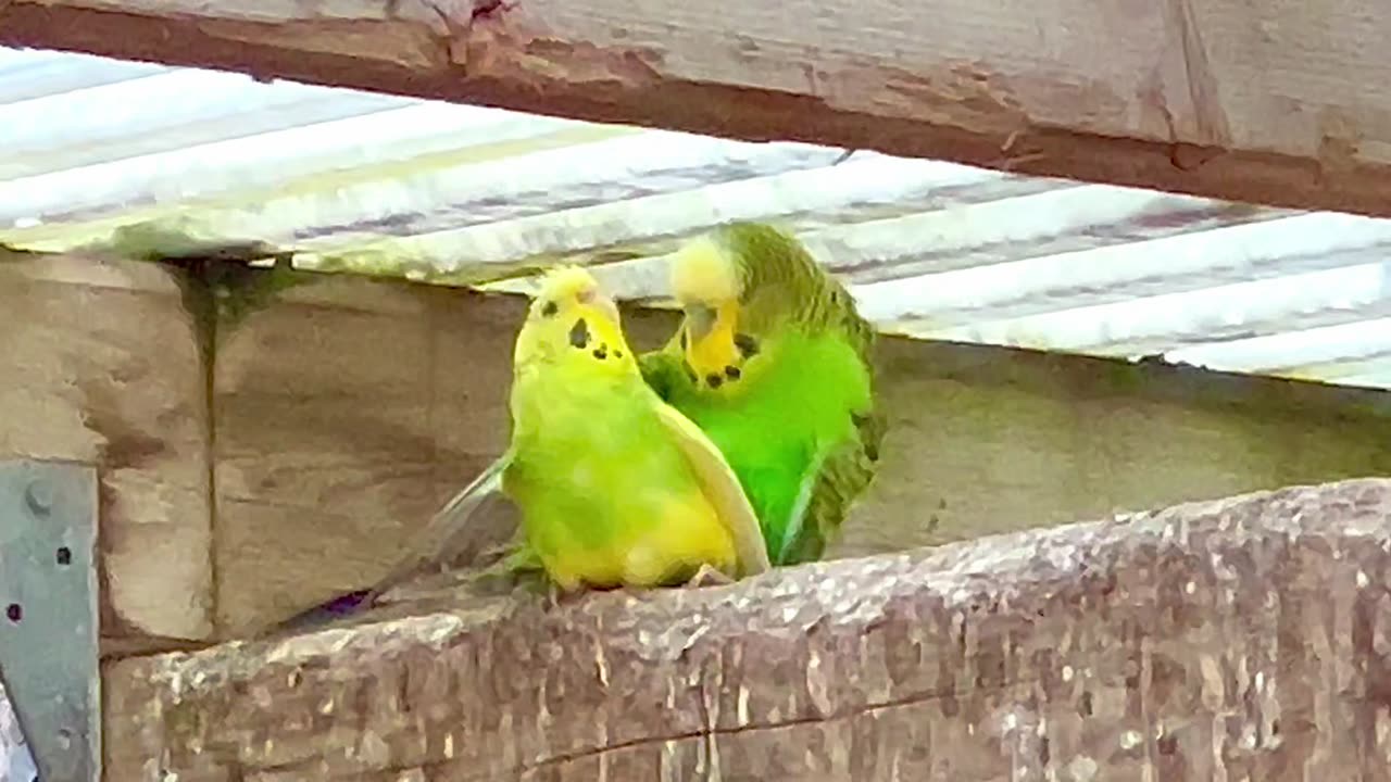 Funny Budgies 🤩🤩