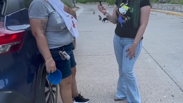 La triste realidad de los gatos en Mazatlán 😿💔