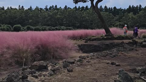 Jeju Island's hottest pink muhly these days~ Cafe Garden is the best