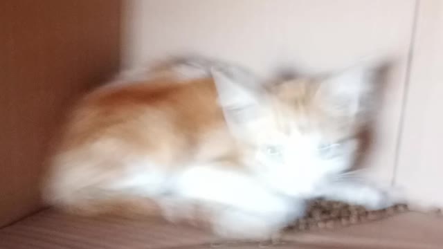 First Day Munchkin Found Us