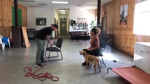 Leash DOG reactive/reactivity training