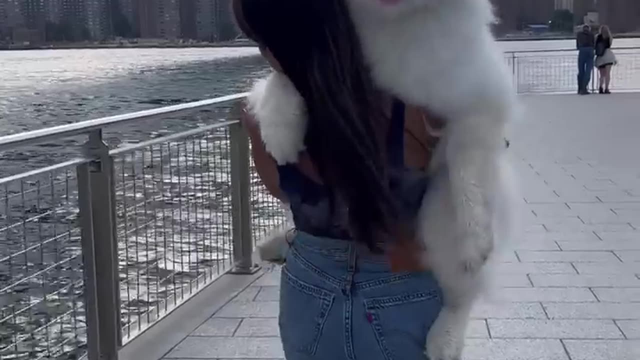 #dog funny animal #pup visit beautiful places short carton
