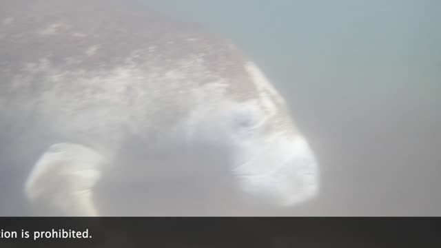 Another Day with Manatee Friends