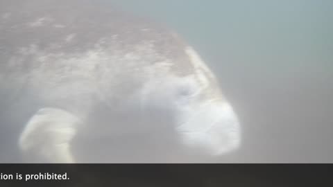 Another Day with Manatee Friends