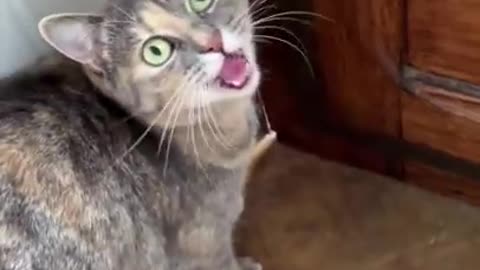 El GATO En La VIDA REAL, Little Kitten My Favorite Cat, Lindo Gatito