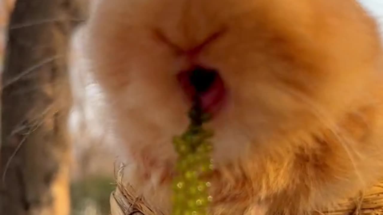 bunnny in nest