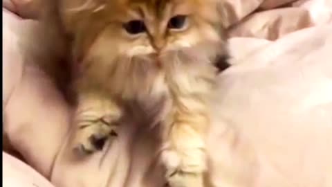 Don't upset your cat😭