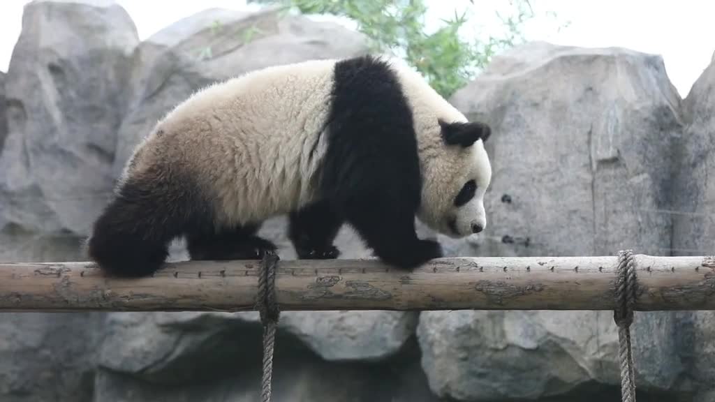 The Lonely Giant Panda