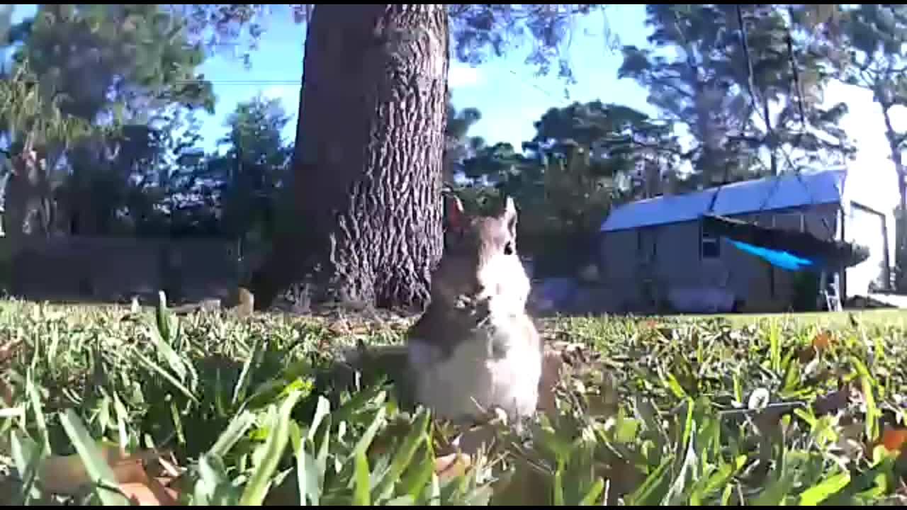 Critter tree family