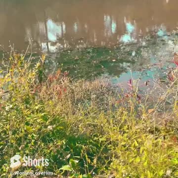 Catch the vibes yall #shorts #grounding