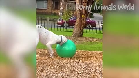Funny Dogs And Cats Videos 2023 😅👌 - Best Animal Videos Of The Month 😁 #2