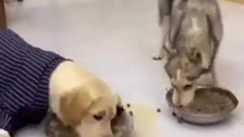 Funny animal video 😃😄🤪😅