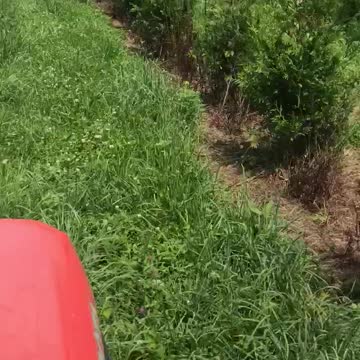 Mowing in a tree farm near Doylestown pa at highland hill farm