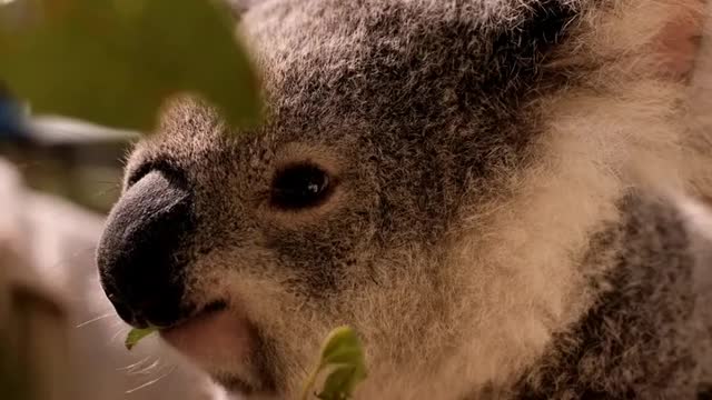 Baby cola eating leave.