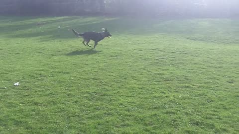 the uk dog trening video #viral #viwes
