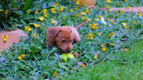 Person With A Cute Brown Puppy Playing With a Tennis Ball on a Flower Bed in the Gardens