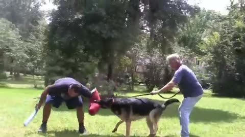 How to Train ANY DOG the Basics