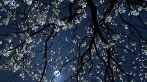 It's time to meet with you in dreams! Dear my heart