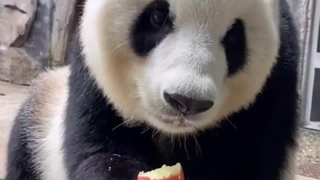 #foryou #panda #eat #fluffy #apple