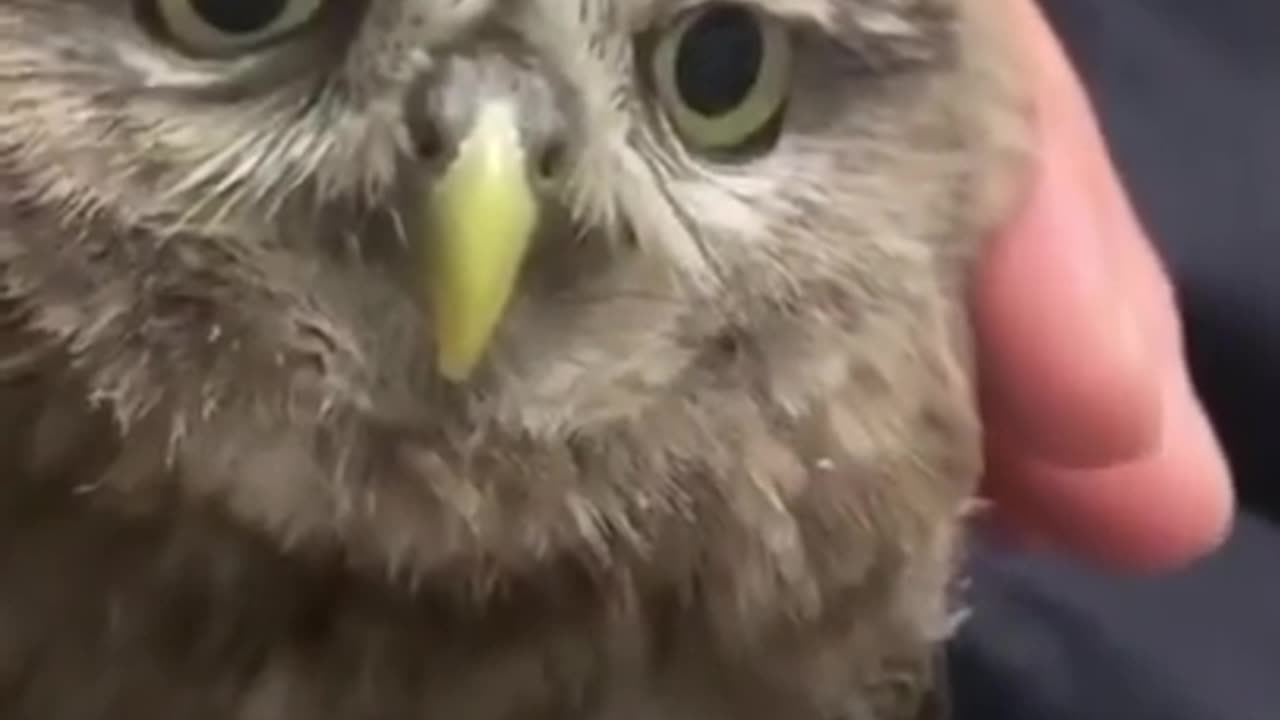Amusing animal videos to relieve tension