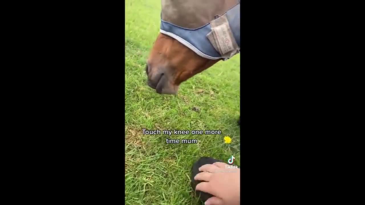 Horse TikToks That Went Viral! #5