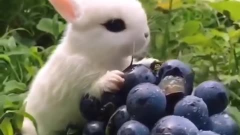 Cute Baby Rabbit Eating