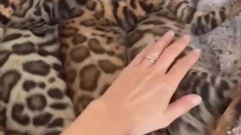 Funniest Animal video 2023. Stop laughing