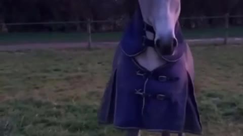 Horse SOO Cute! Cute And funny horse Videos Compilation cute moment #21