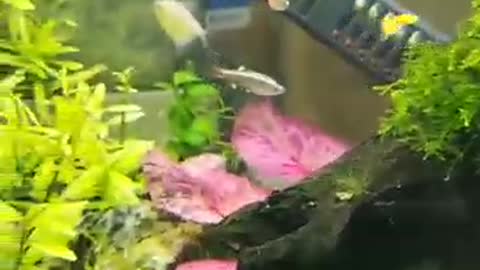 Cute little goldfish is white