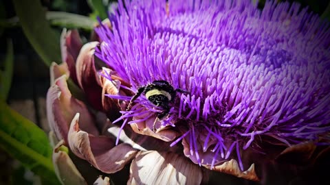 artichokes and bumblebees