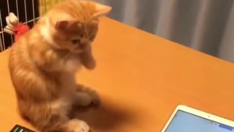 Loving Cats: Musical Kitty