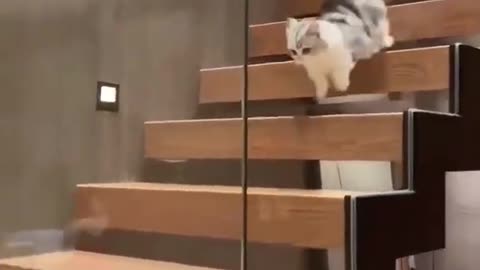 A Beautiful Cute Kitten Is running On The Stairs # funny Cats video