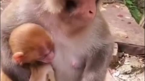 monkey animals like humans