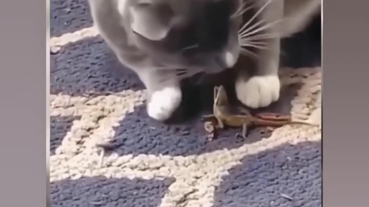 #funny video 2024# Part51